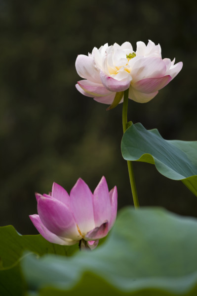Lotus