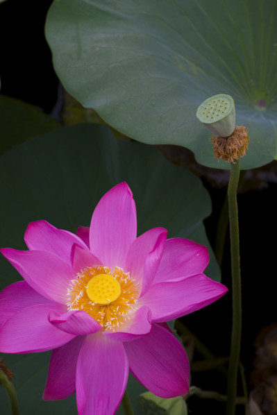 Lotus