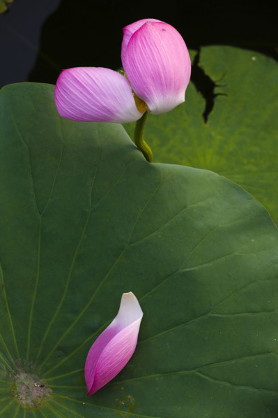 Lotus