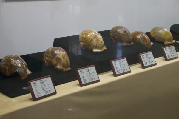 unearthed cultural relics from Ruins of Zhoukoudian PalaeoHuman
