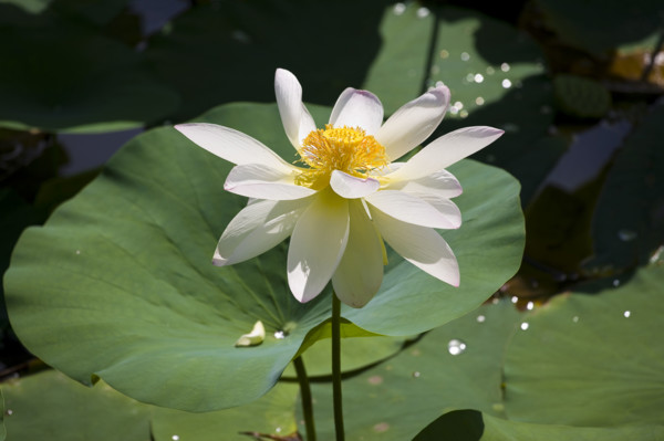 Lotus
