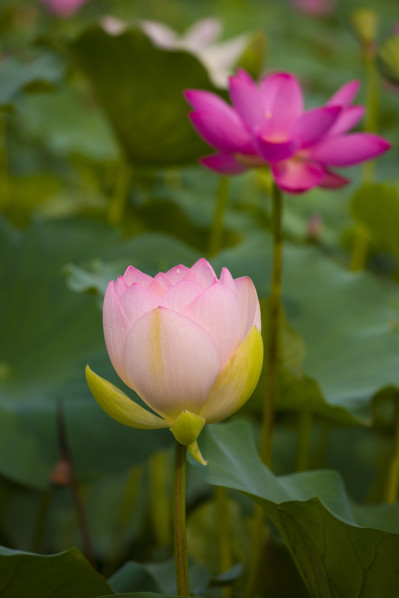 Lotus