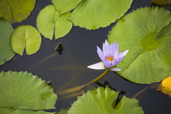 Lotus