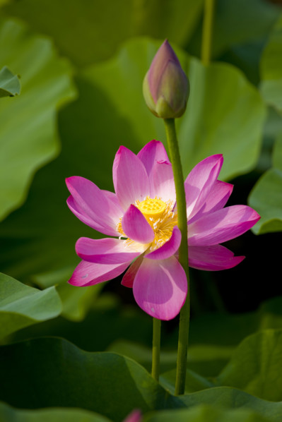 Lotus