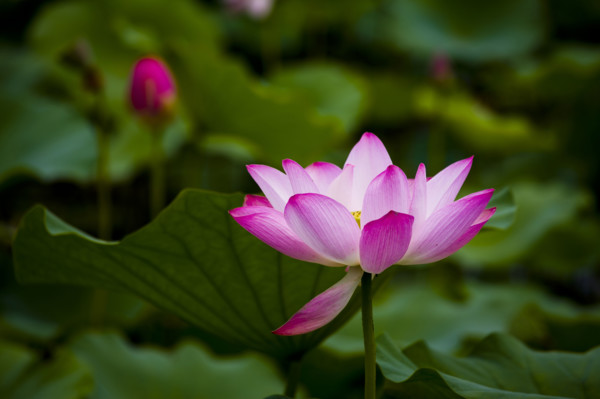Lotus