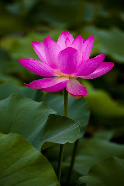 Lotus