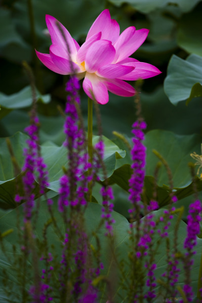Lotus