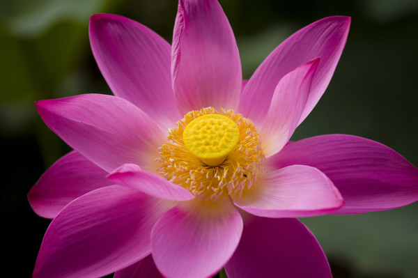 Lotus