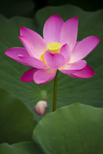 Lotus