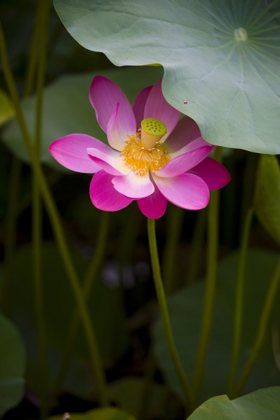 Lotus