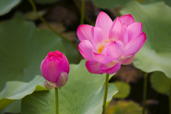 Lotus