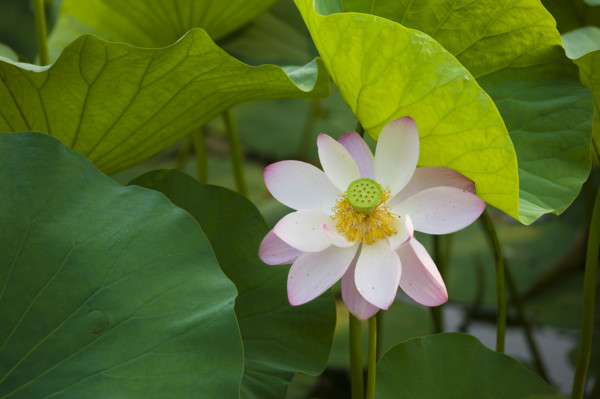 Lotus