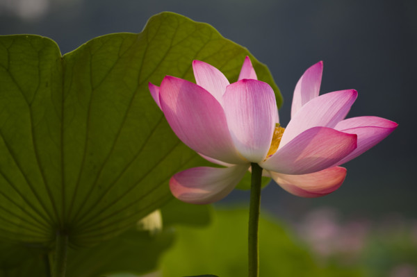 Lotus