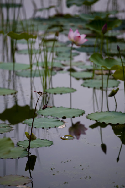 Lotus