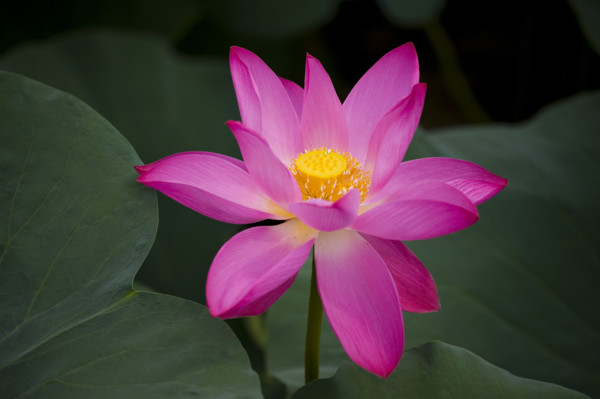 Lotus