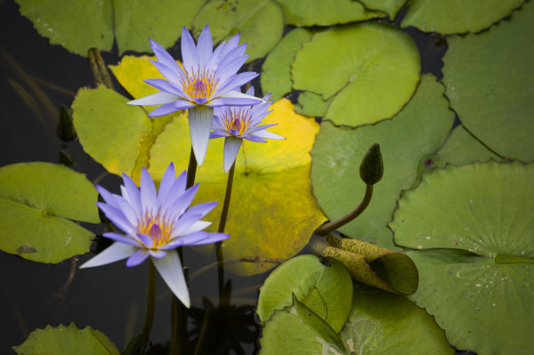 Lotus