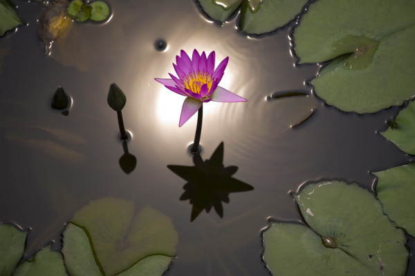 Lotus