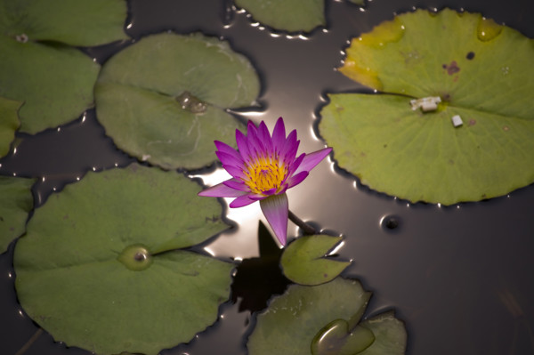 Lotus