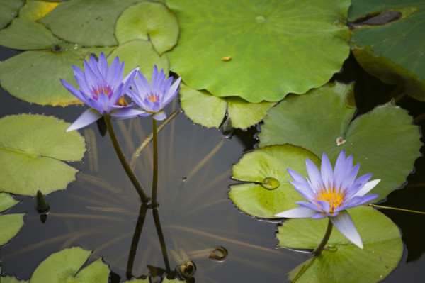 Lotus