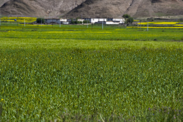 Mountains and Meadow along the Way to Tingri