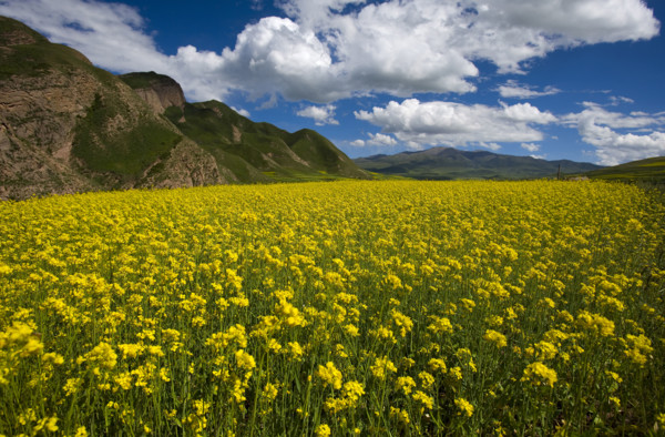 Rape Flower,Qinghai Province