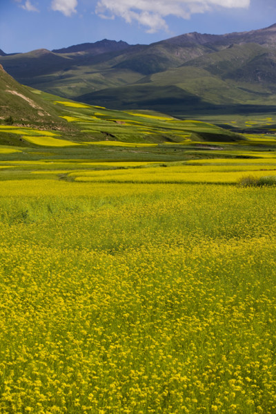 Rape Flower,Qinghai Province