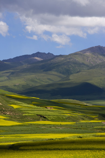 Rape Flower,Qinghai Province