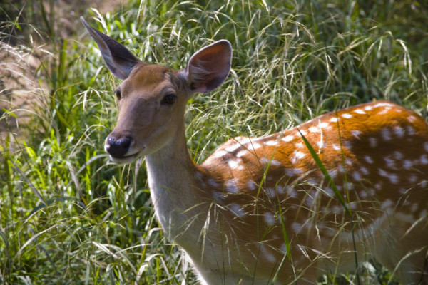 Deer in Imperial Summer Villa,Chengde