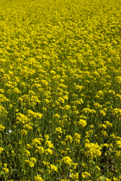 Rape Flower,Qinghai Province