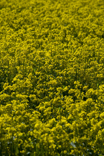 Rape Flower,Qinghai Province