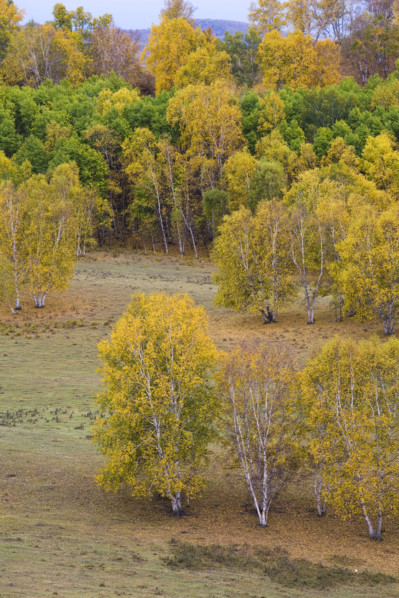 View of Bashang high plain,Neimenggu