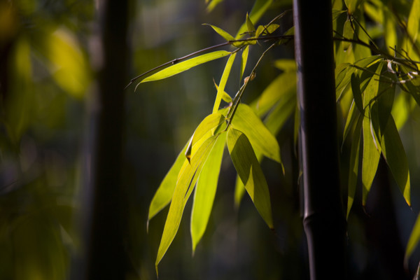 Bamboo in Baotu spring,Jinan,Shandong