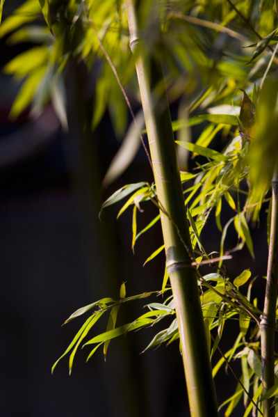 Bamboo in Baotu spring,Jinan,Shandong
