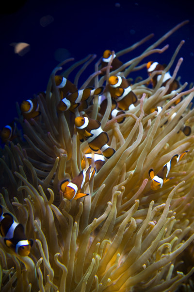 Hong kong marine park