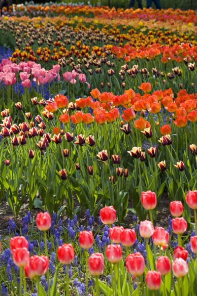 Beijing Botanical Garden