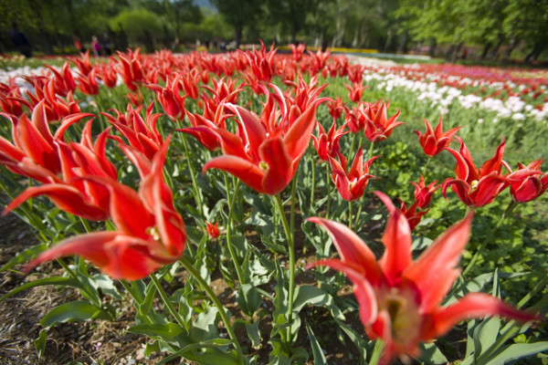 Beijing Botanical Garden