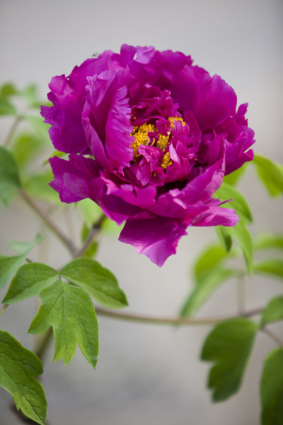 Beijing Botanical Garden