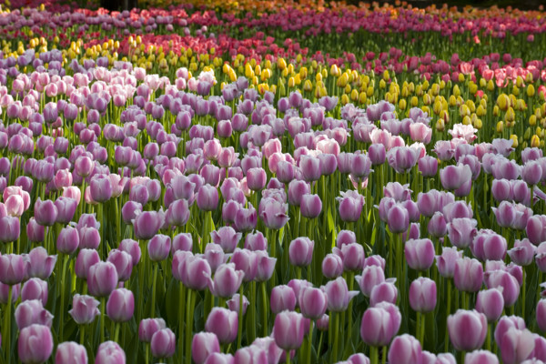 Beijing Botanical Garden