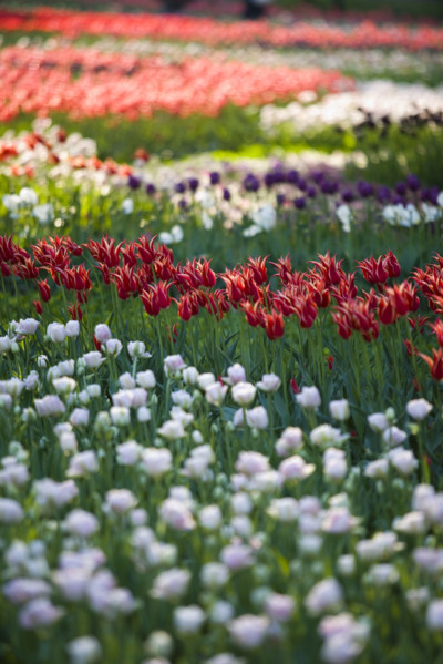 Beijing Botanical Garden