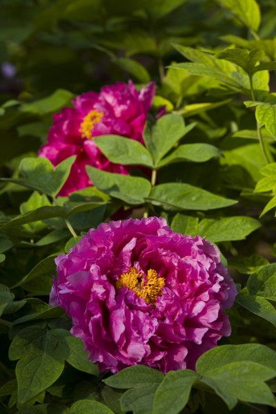 Beijing Botanical Garden