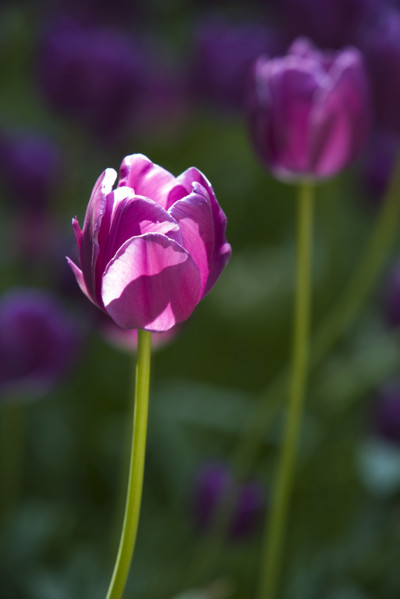 Beijing Botanical Garden