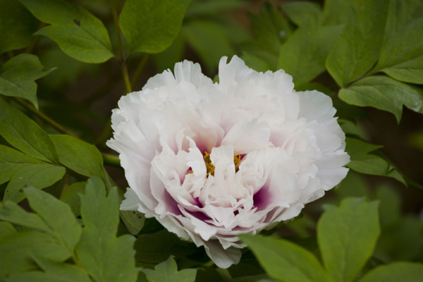 Beijing Botanical Garden