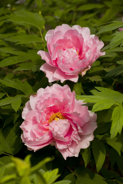 Beijing Botanical Garden