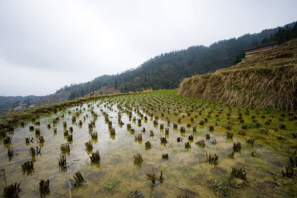 Longji Terraces,Guangxi