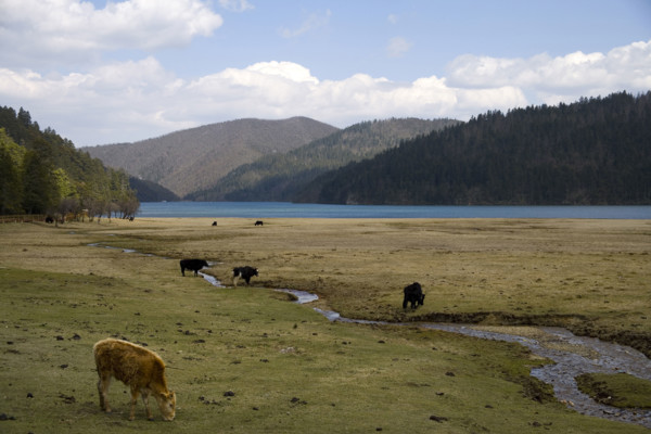 Yunnan,Pudacuo National Park,