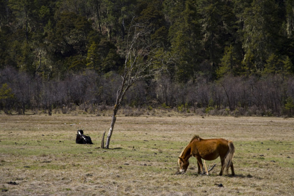Yunnan,Pudacuo National Park,