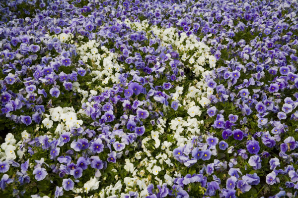 Beijing Botanical Garden