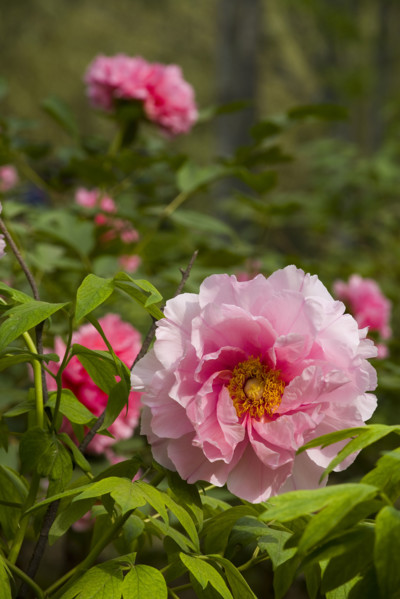 Beijing Botanical Garden