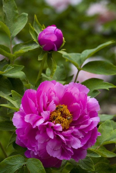 Beijing Botanical Garden
