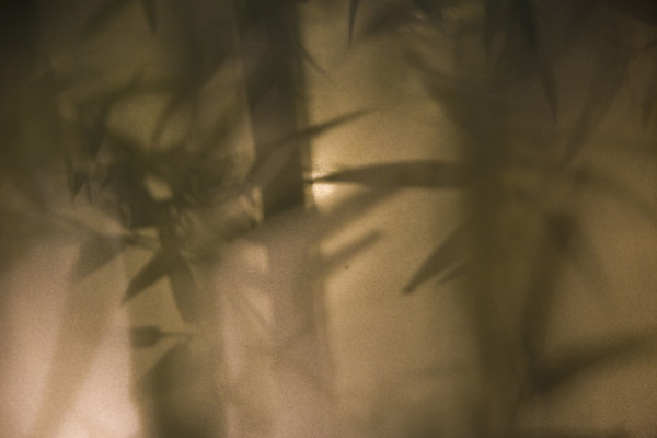 Bamboo